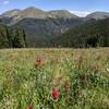 Red paintbrush along the trail above the treeline