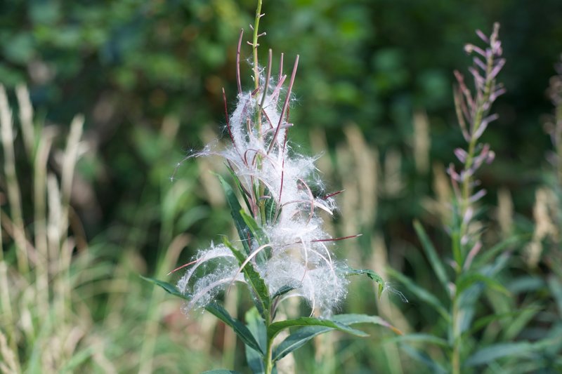 Fireweed turns to seed late in the summer.