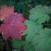 Leaves of the devil's club change color in August, bringing more color to the trail.