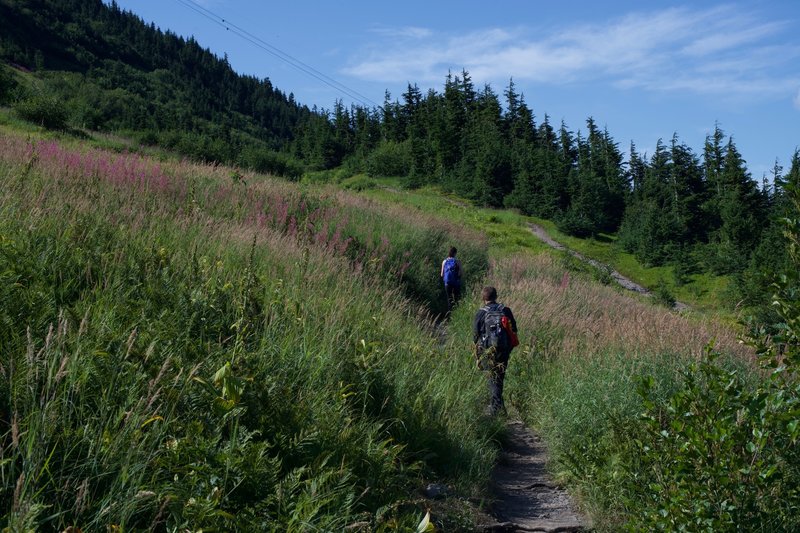 The trail climbs steeply through fields of wildflowers, including fireweed.