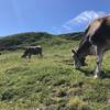 Cows near the start of the hike.