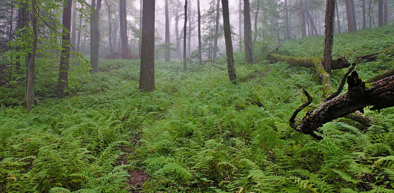 Fog rolls in through an area of dense ferns on Dunnfield Creek Trail