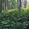 A field of wildflowers along the AT approach trail from Amicalola