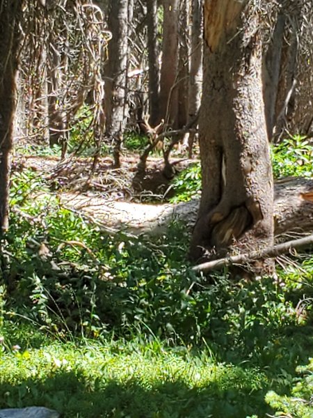 A young Mule deer in velvet about 30 yards off the trail.  August 18, 2019