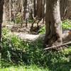 A young Mule deer in velvet about 30 yards off the trail.  August 18, 2019