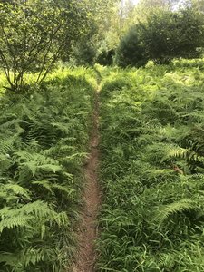 Singletrack through ferns