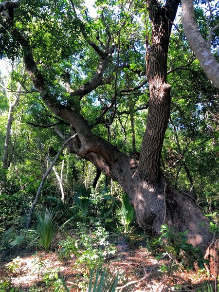 Live oak on the trail.