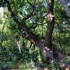 Live oak on the trail.