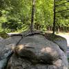 Trees growing out of the boulders by the parking area