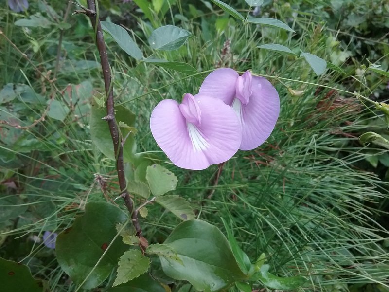 Butterfly Pea