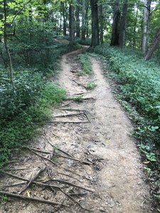 Showing some of the more rooty trail surfaces.