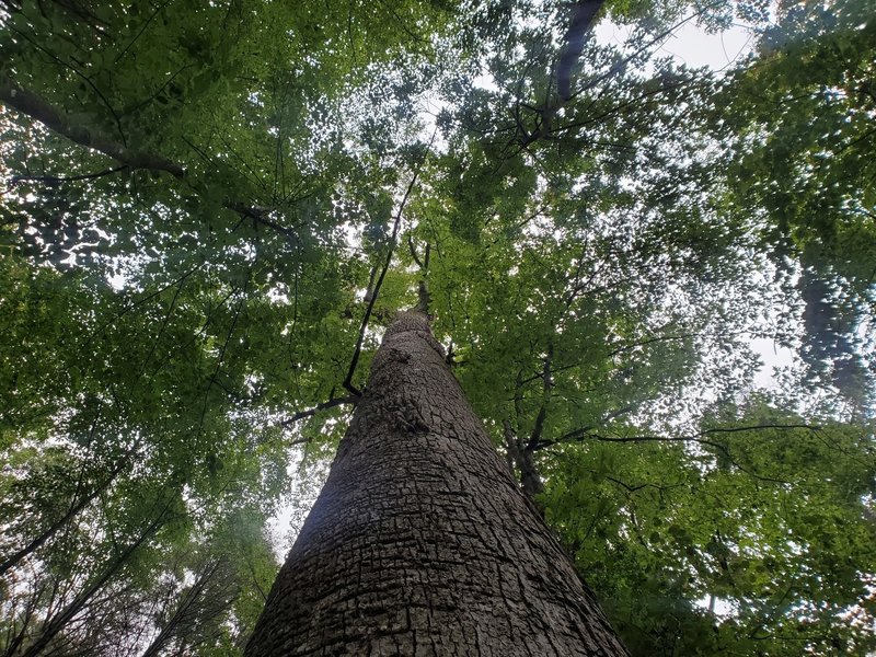 Gennett Poplar