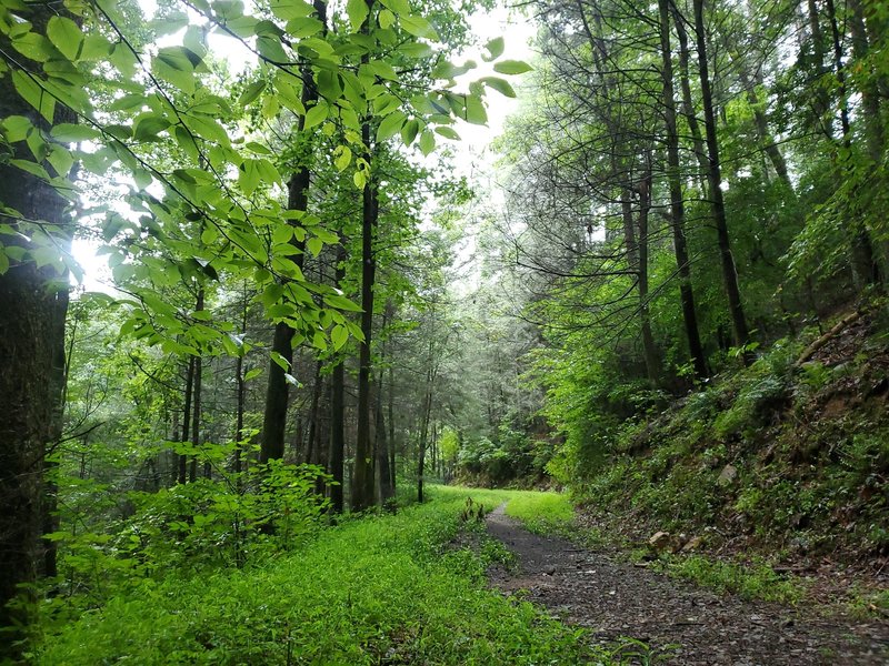 Upper Bear Creek.