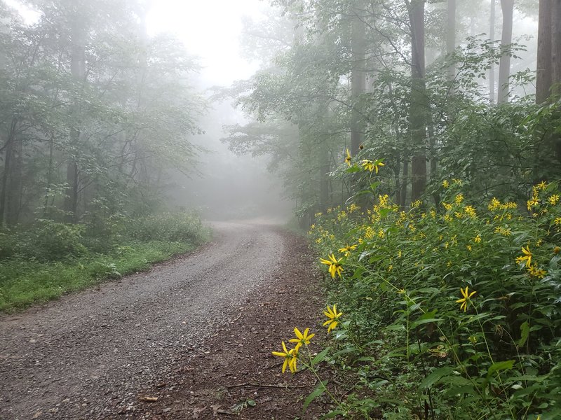 Summer Flowers on FS 64 at the Mountaintown Creek Trailhead.