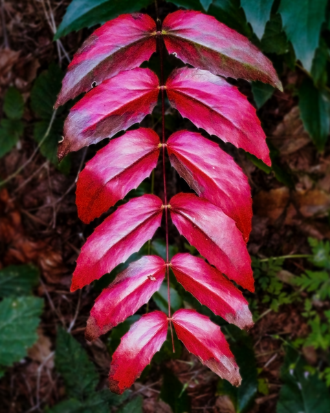 Autumn colors are starting to arrive along Bridle Crest Trail.