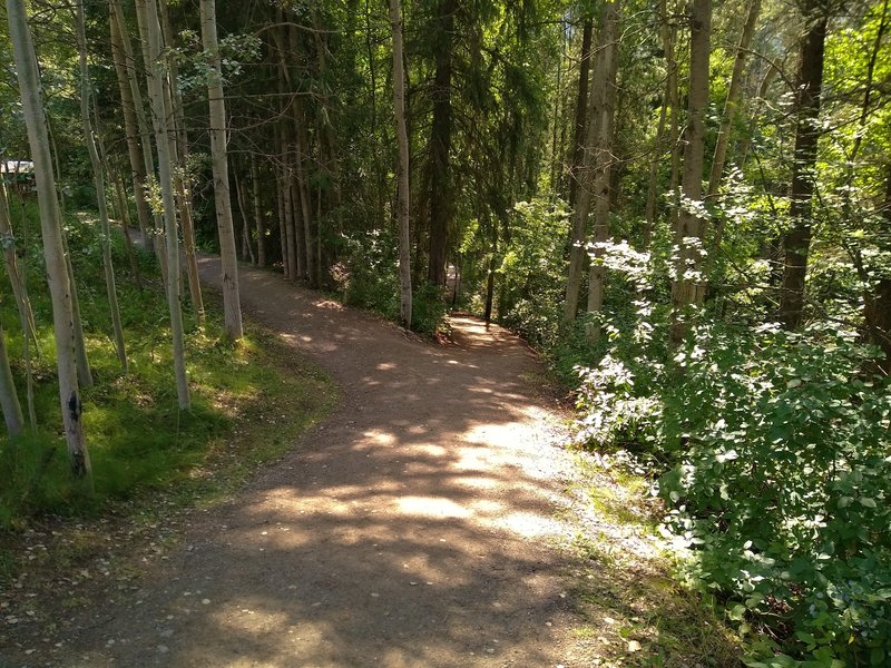 The wide path to Rearguard Falls runs through the thick, beautiful mixed fir forest.