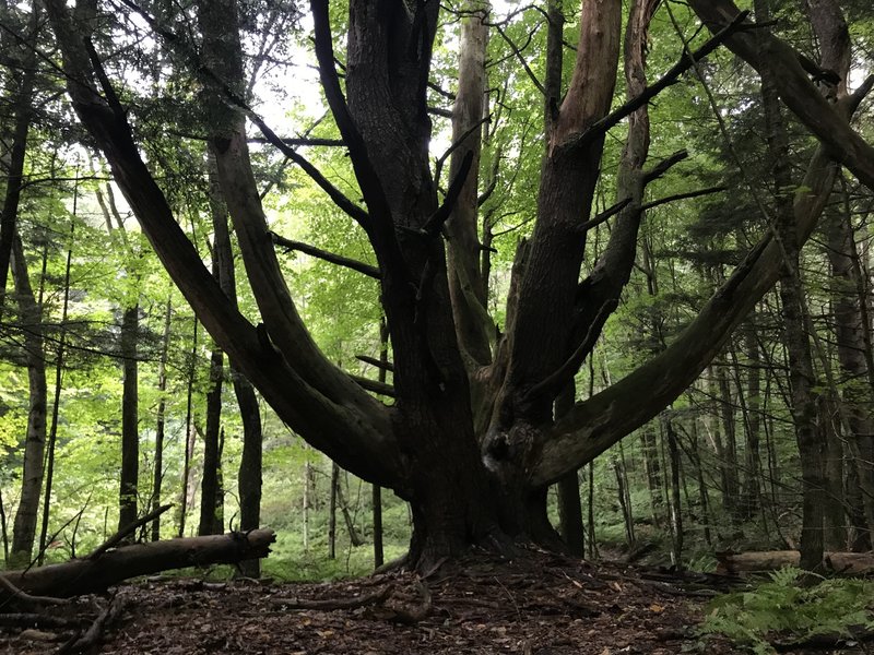 The Wolf Pine of Wolf Pine Trail.