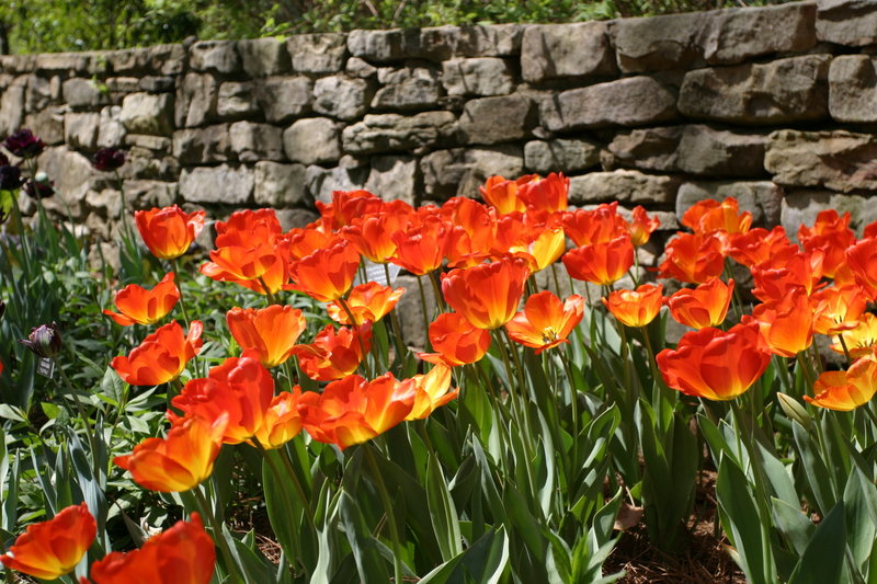 Orange tulips