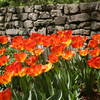 Orange tulips