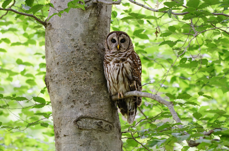 Owl in a Tree