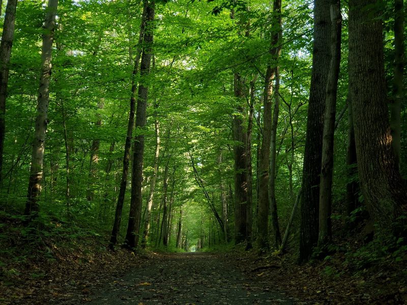 Long straightaway at the beginning of the trail