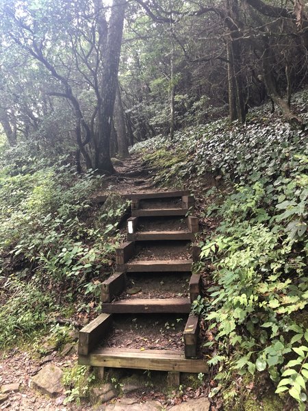 Unicoi Gap to Tray Mt. Rd. and back 14.07M trail run