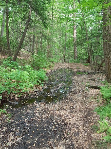 Muddy conditions on the Red Trail