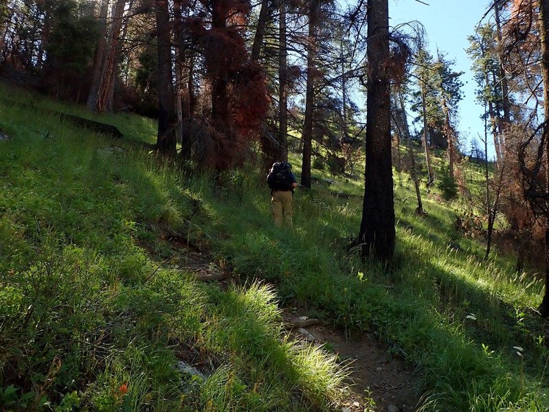 Climbing the slope above the meadow.