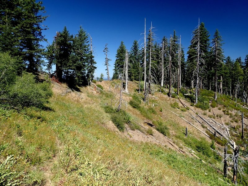 The trail is faint crossing this shallow bowl just before the summit.