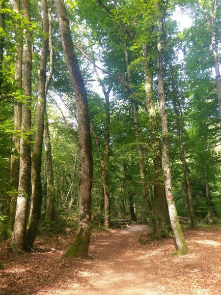 Lovely flat section of the trail among trees