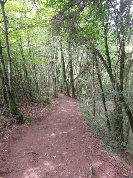 A more mellow section of trail