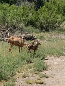doe and her two fawns.