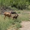 doe and her two fawns.