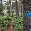 Trail Markings