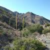 View of  Franklin Mountains from the trail