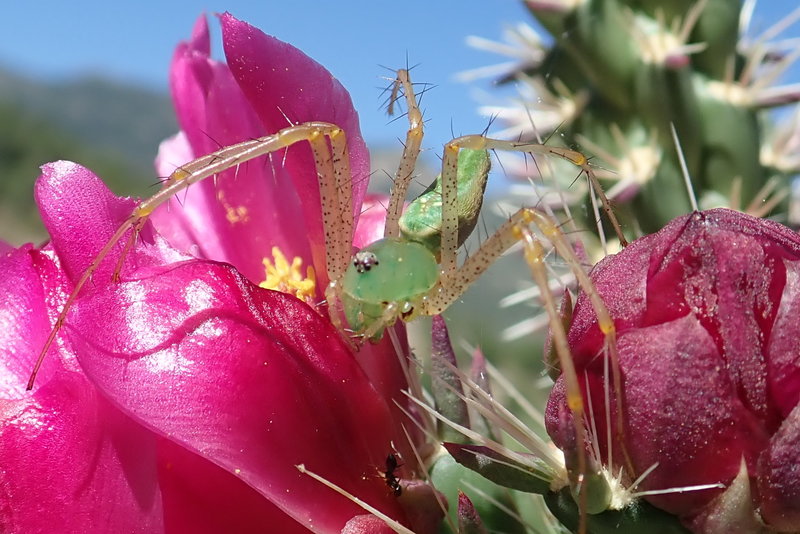 A Green Lynx spider on a Cholla flower in the lower elevations, nearing the junction of the Canada Del Oro #4 trail 08/30/19