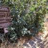 Mountain Quarries Bypass Trailhead and information sign.