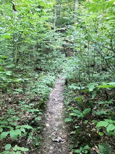 Great singletrack that crosses a normally dry creek bed multiple times as it cuts thru the valley floor.