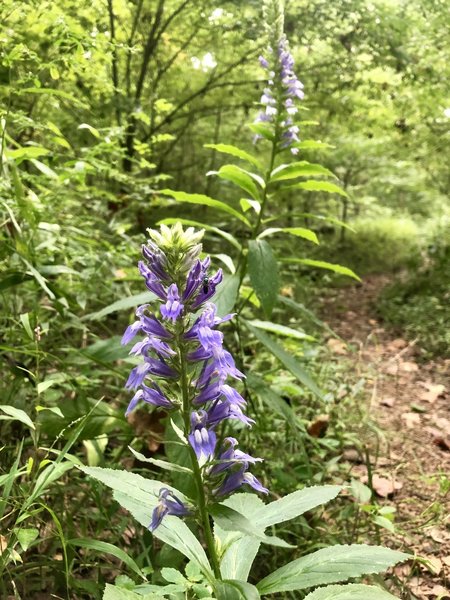 Multiple types of wildflowers can be seen on the forest floor during spring and summer.