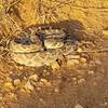 Namesake of the Rattlesnake Canyon Trail: crotalus atrox.