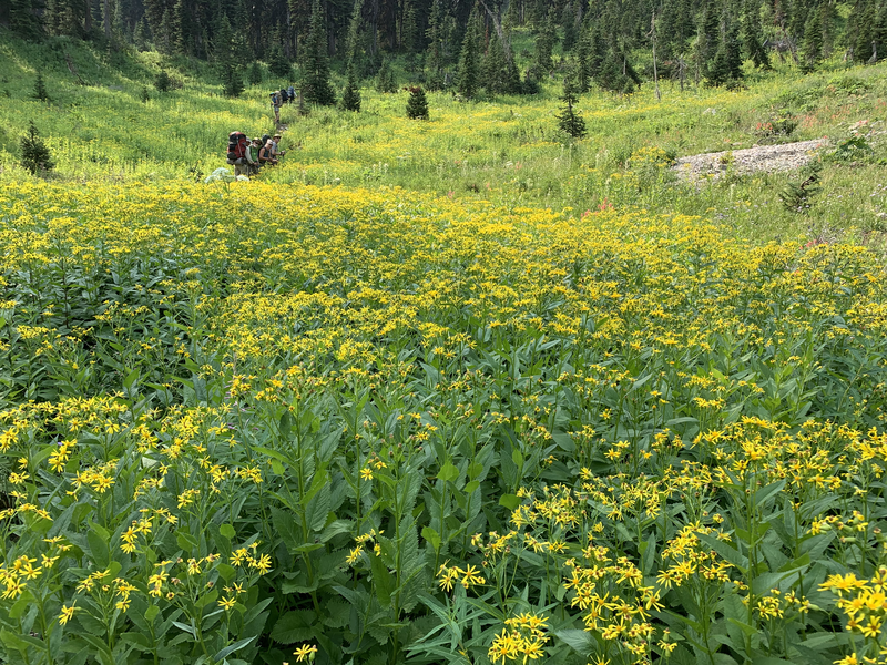 Trail 241 to Dean lake more wildflowers