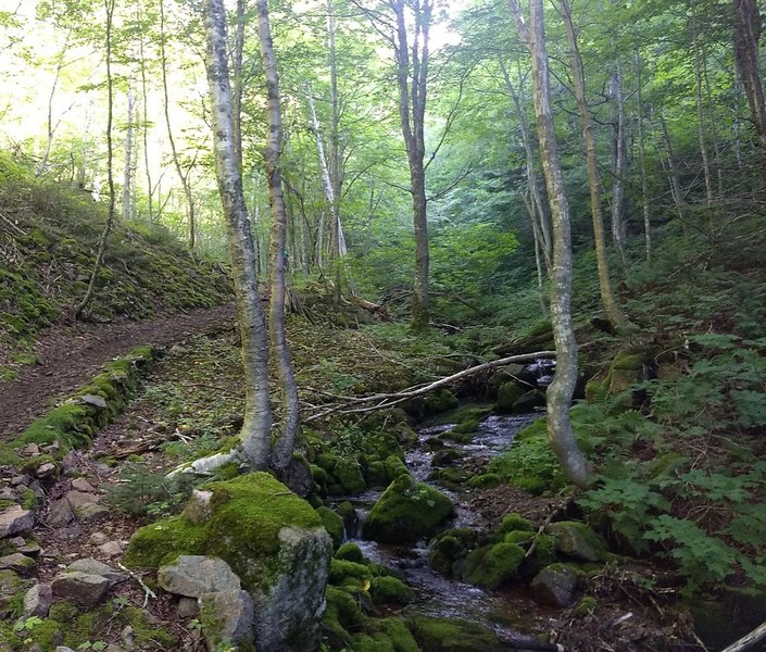 Along the eastern side of the CCW loop. Trail on left, stream on right.