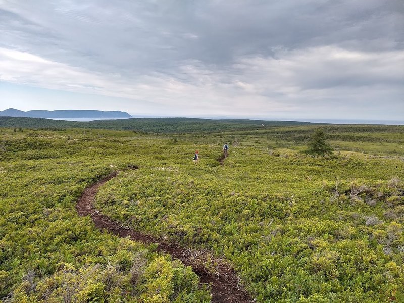 above treeline most of the time. Singletrack, sometimes cut thru the plants' roots.