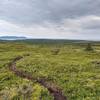 above treeline most of the time. Singletrack, sometimes cut thru the plants' roots.