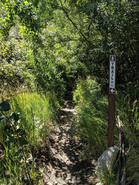 Trailhead right by the little parking area. Yep, there's a trail in there...