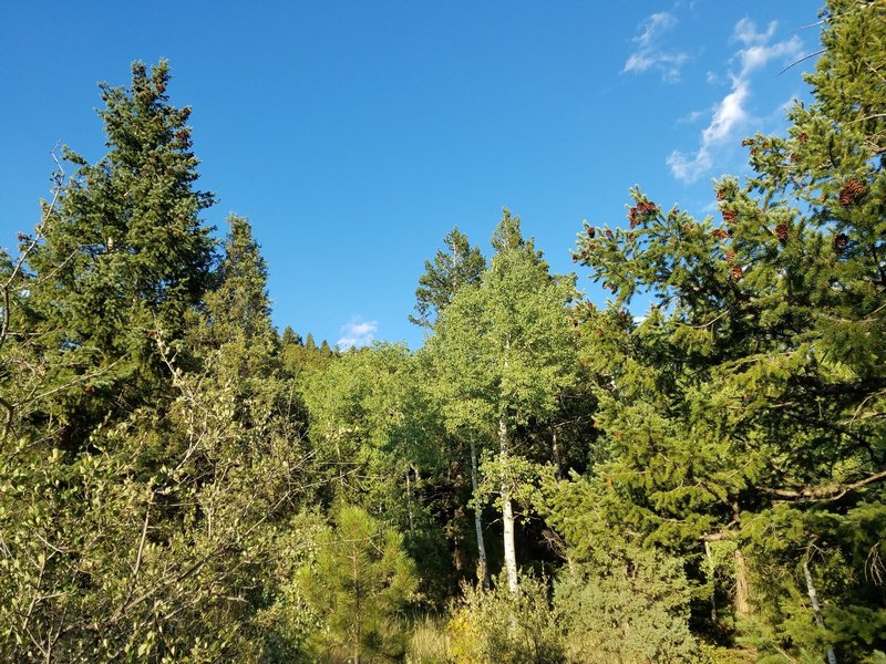 Looking toward Bergen Peak.