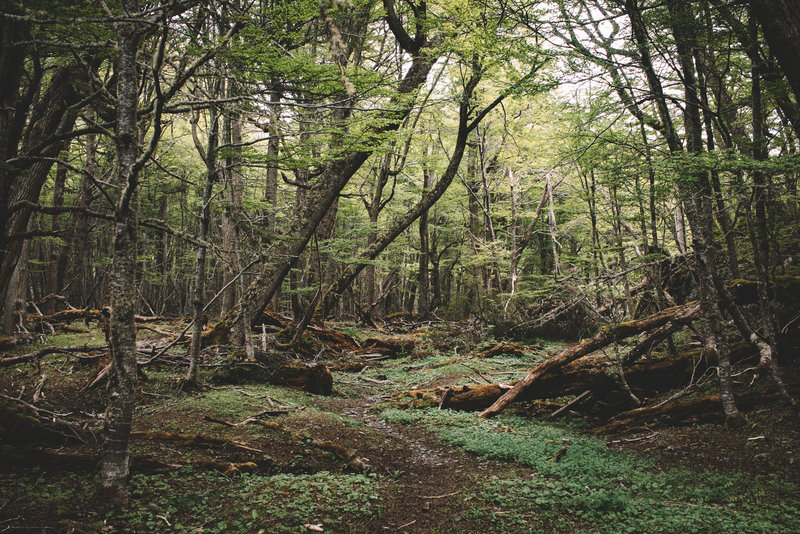 Trail Weaving Through the Forest