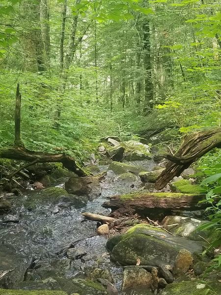 A stream along the trail.