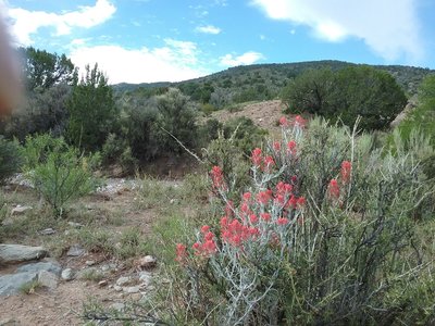 Indian paintbrush in bloom.