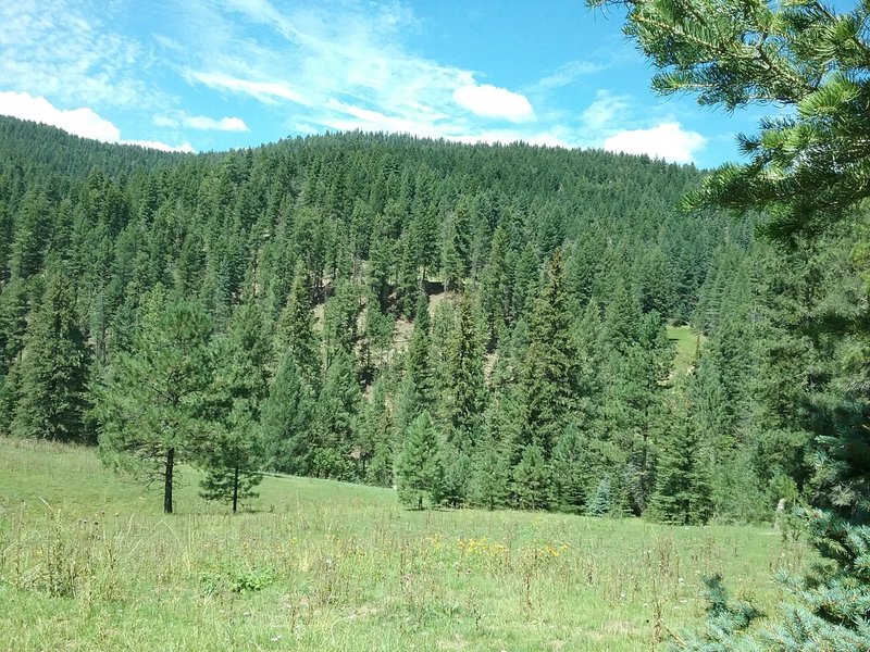 View of the spruce forest.